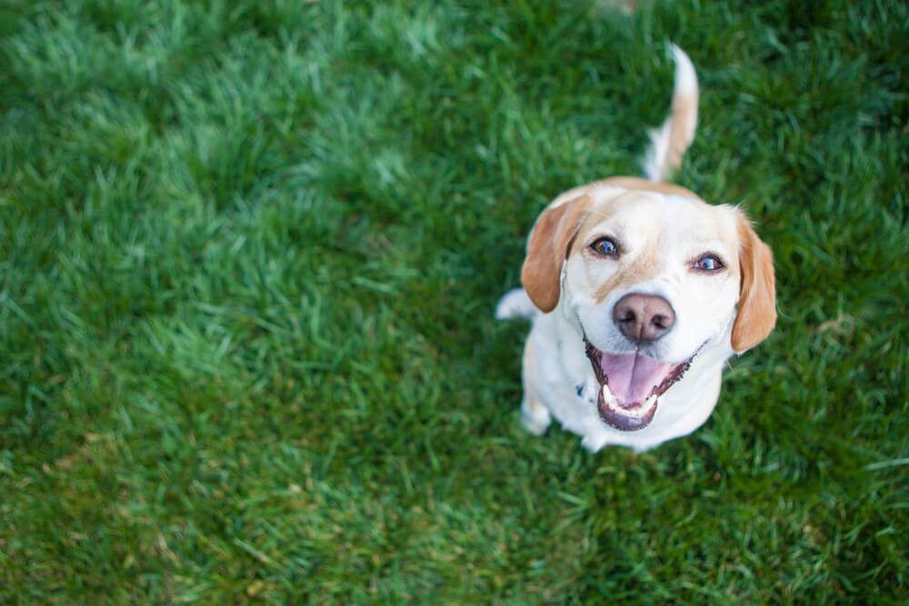 AGuideToChoosingtheRightAntiInflammatoryforDogs Total Vet Anti Inflammatory for Dogs