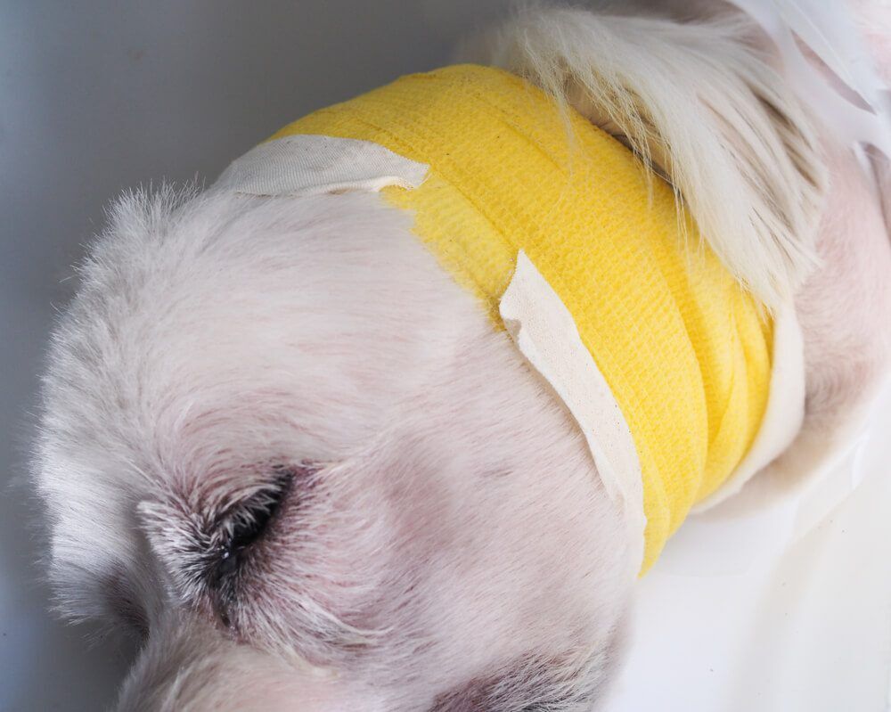 DogEarBleedingCauseSymptomsandTreatment Total Vet dog ear bleeding