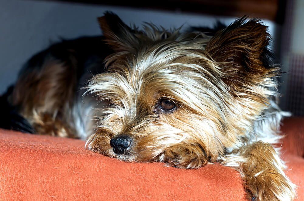 DogSeizuresAGuideToHelpingYourPup Total Vet Dog Seizures