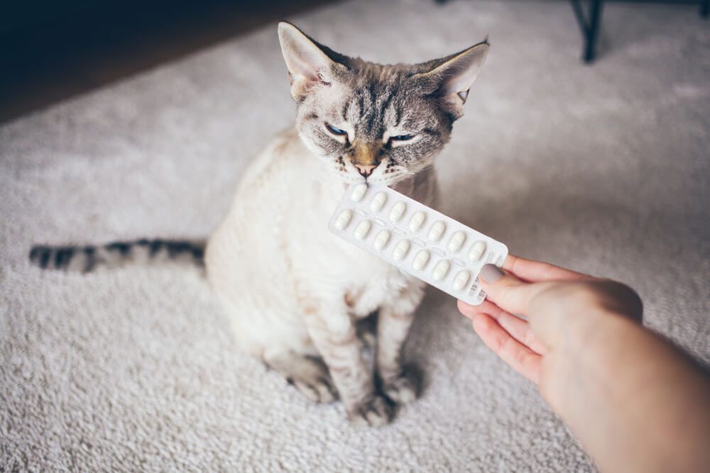 shutterstock1664827675 Total Vet Gabapentin for Cats