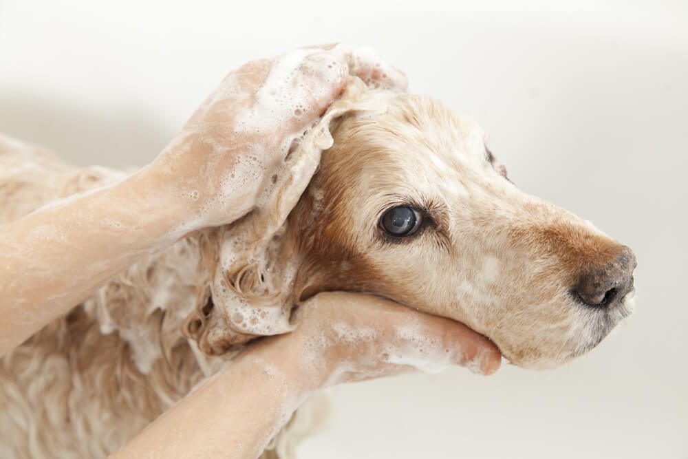 TheBest7OatmealShampooforDogsOurTopPicks TotalVet oatmeal shampoo for dogs