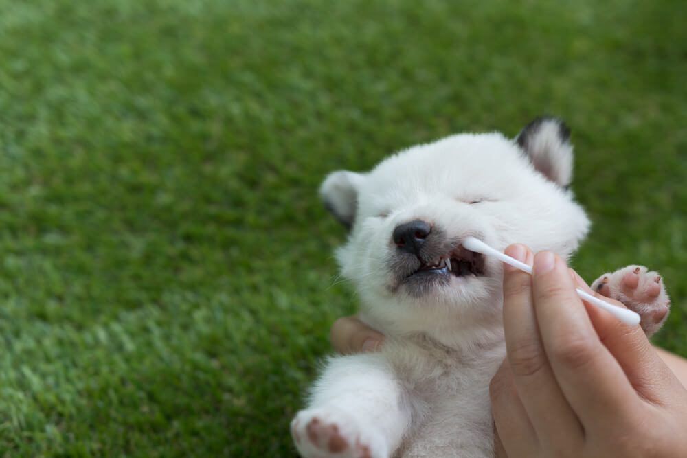 YourGuidetoFindMyPetDNADogDNATest Total Vet find my pet dna dog dna test