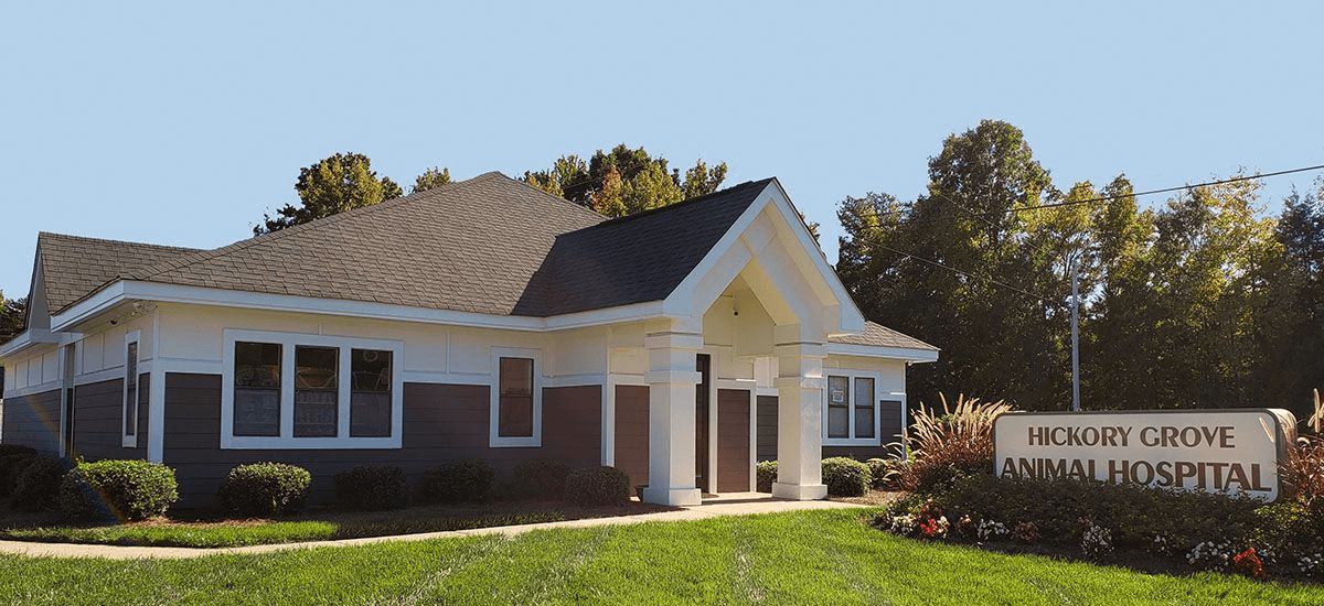 bestvetsincharlotte Total Vet best vets in charlotte