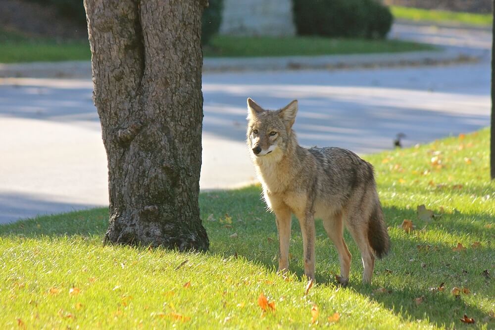 coyoteprotectionfordogs Total Vet coyote protection for dogs