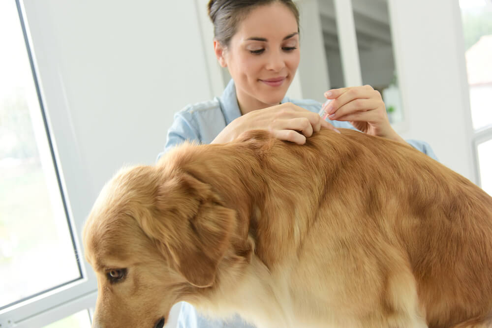 howtoremoveatickfromadog Total Vet how to remove a tick from a dog