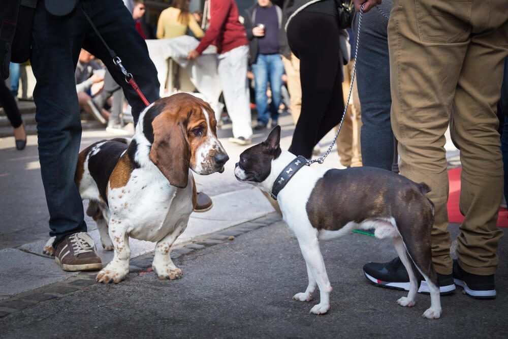 howtosocializeadog Total Vet how to socialize a dog