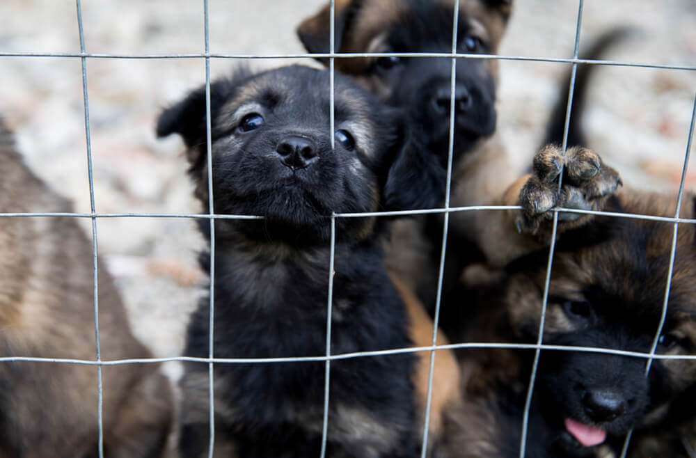 shutterstock1079206565 Total Vet puppy mill statistics