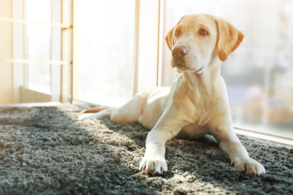 shutterstock379389508 Total Vet Vitamin E for Dogs