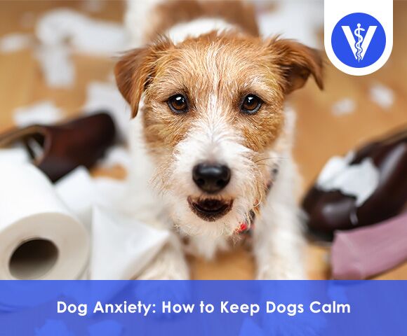 Dog Anxiety How to Keep Dogs Calm Total Vet Dog Anxiety How to Keep Dogs Calm
