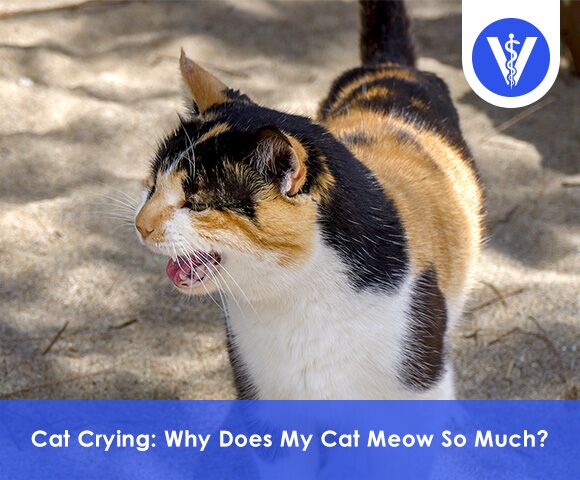 Cat Crying Total Vet Cat Crying