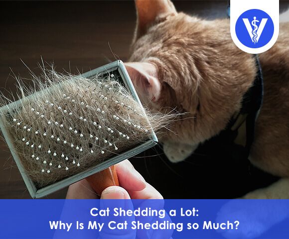Cat shedding a lot Total Vet Cat shedding a lot