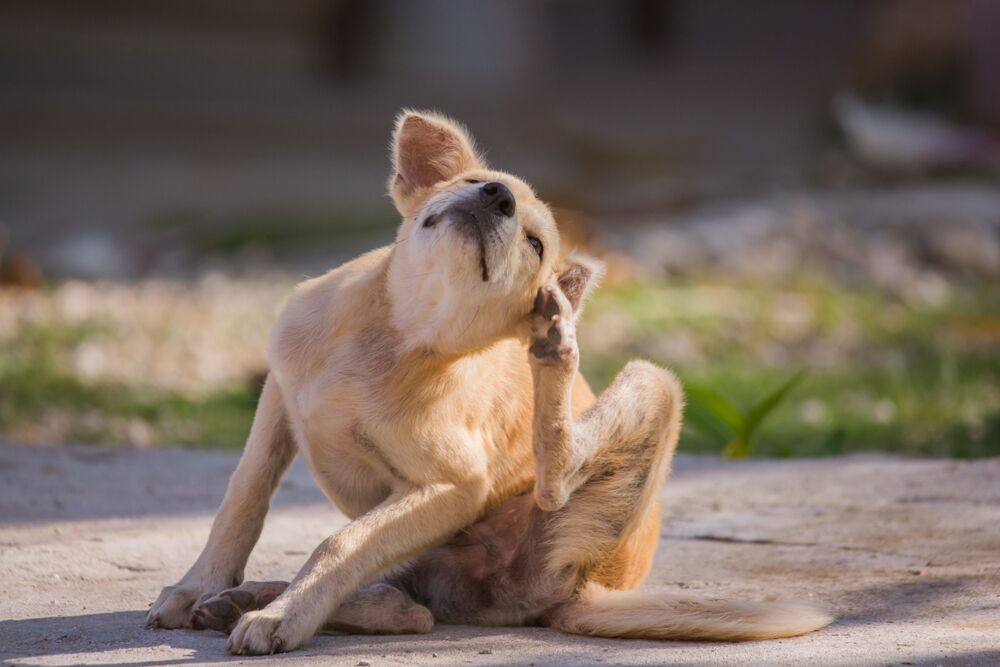 Allergies in Dogs