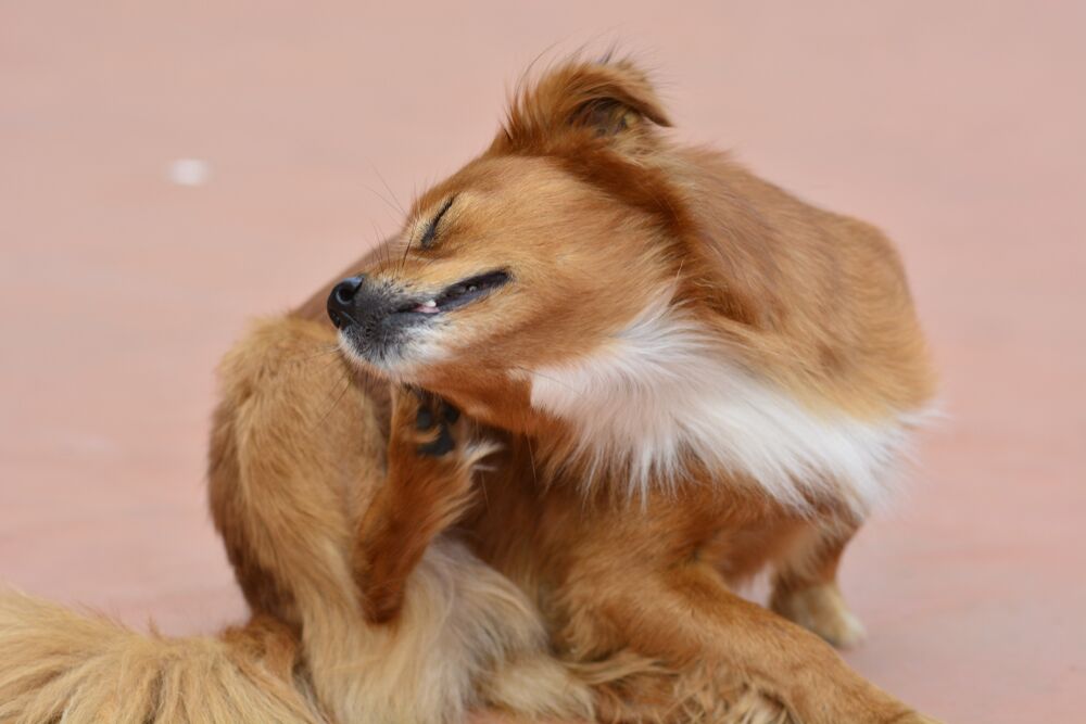 Beef Allergy in Dogs