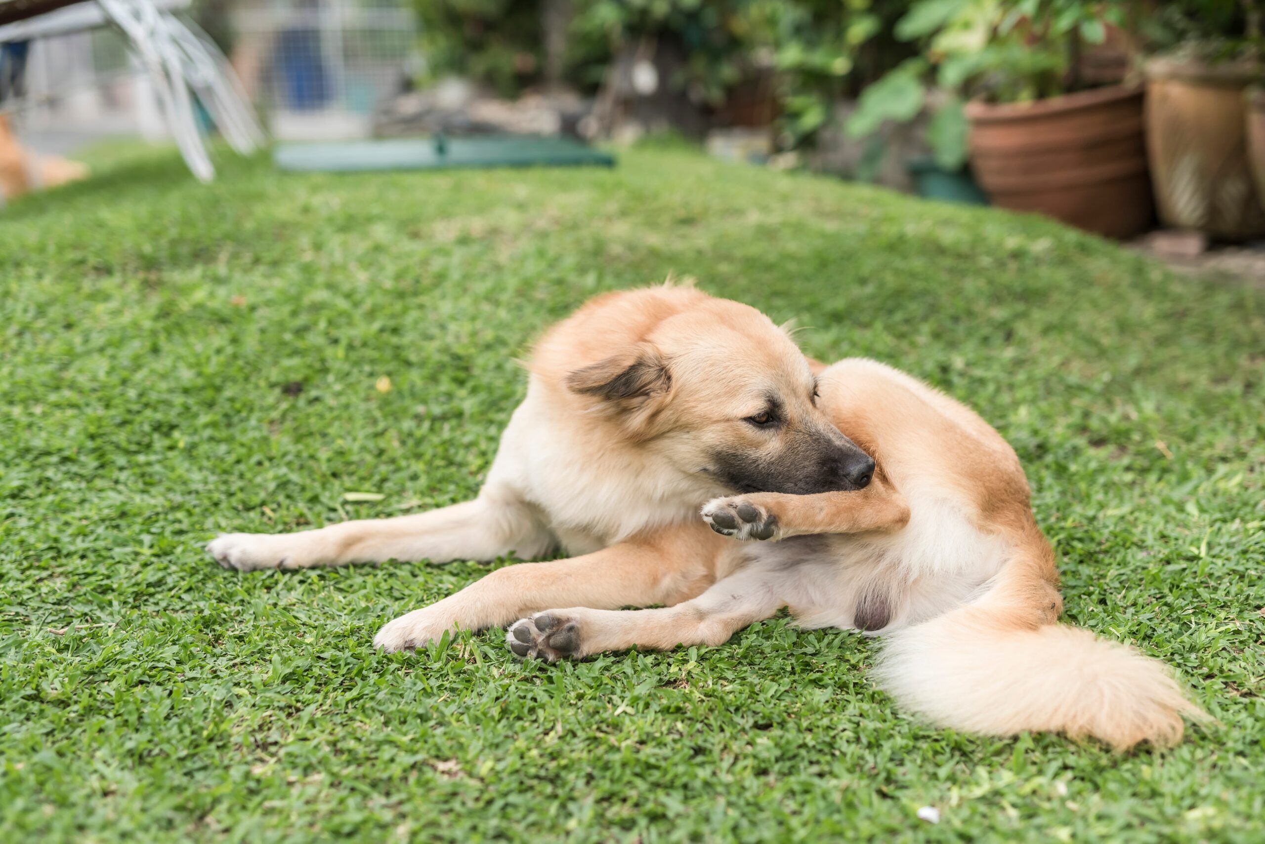Chicken Allergy in Dogs