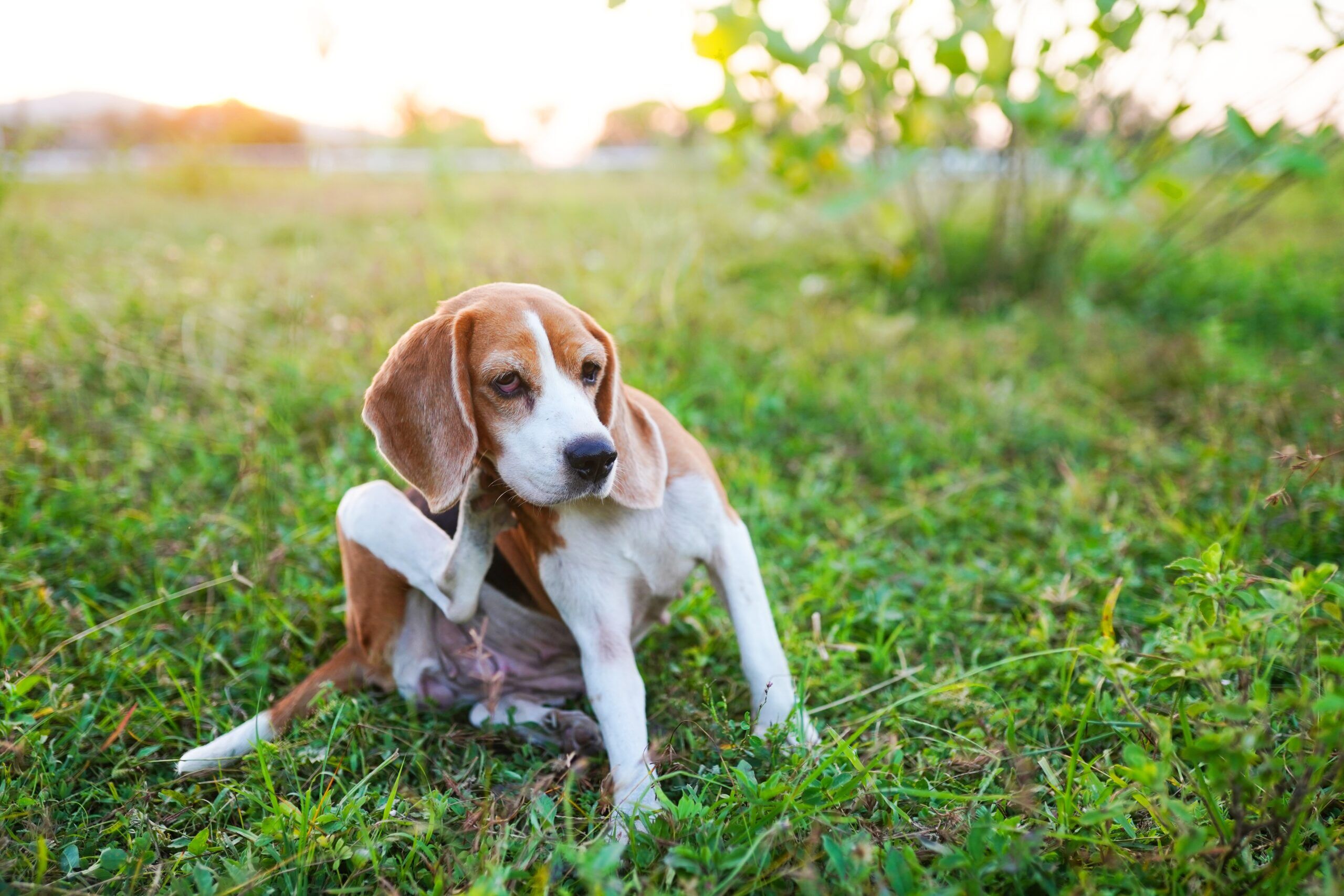Lamb Allergy in Dogs Can Dogs be Allergic to Lamb A dog scratching its ear