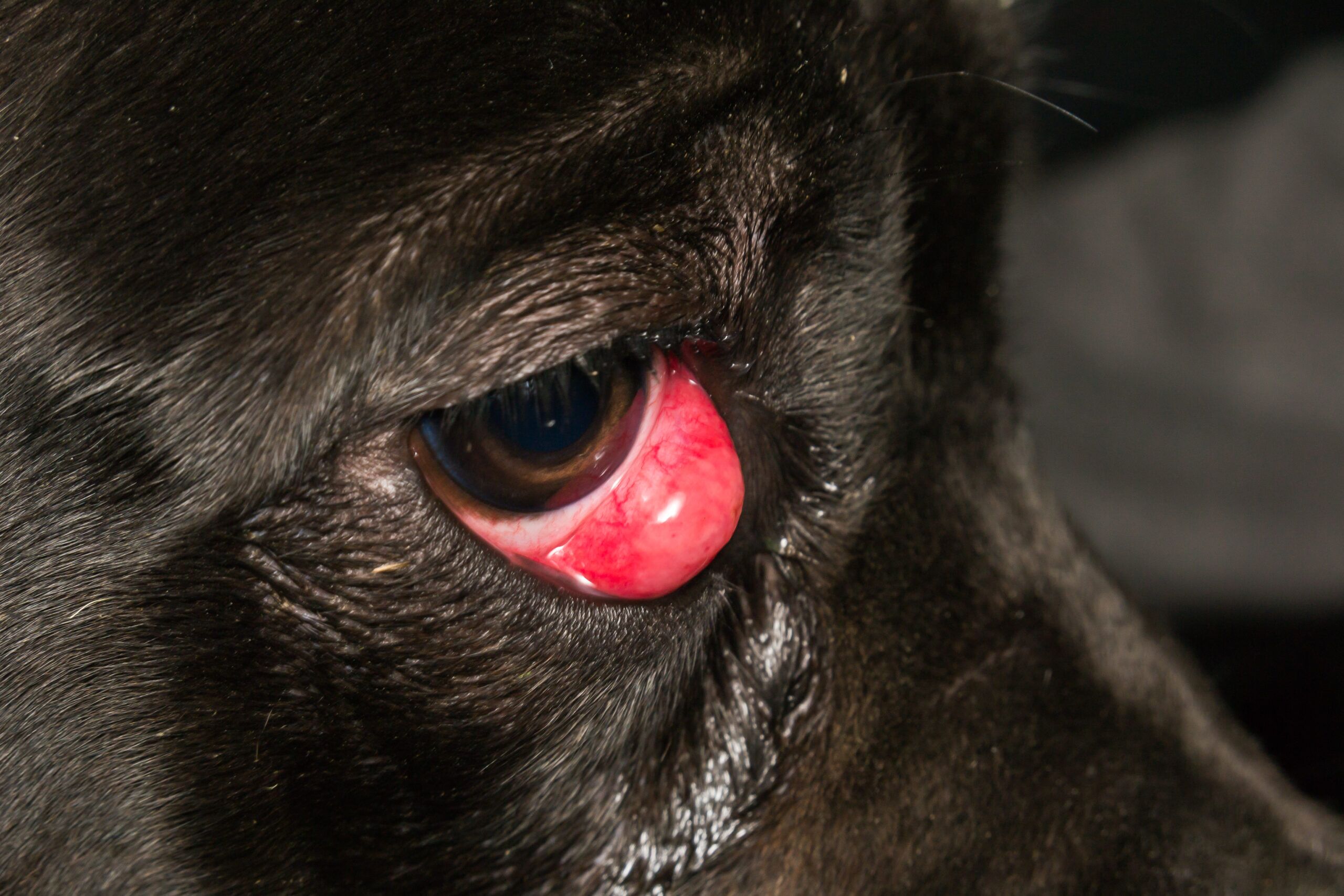 Visible Third Eyelid in Dogs
