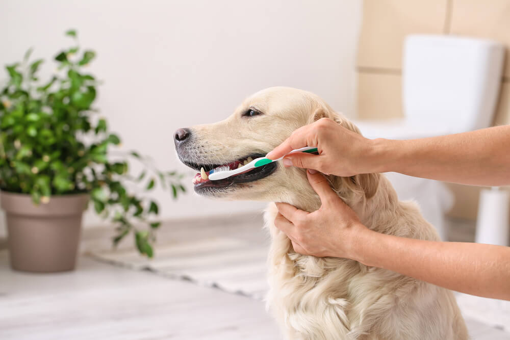 homemade dog toothpaste