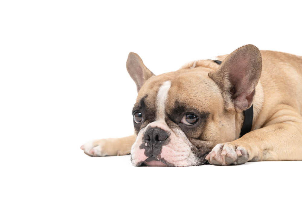 hypothyroidism in dogs