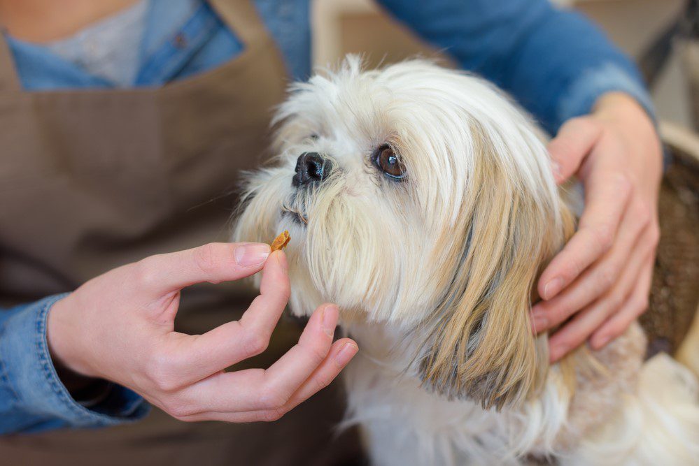 probiotics for puppies