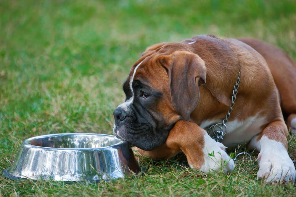 Stella And Chewy Dog Food