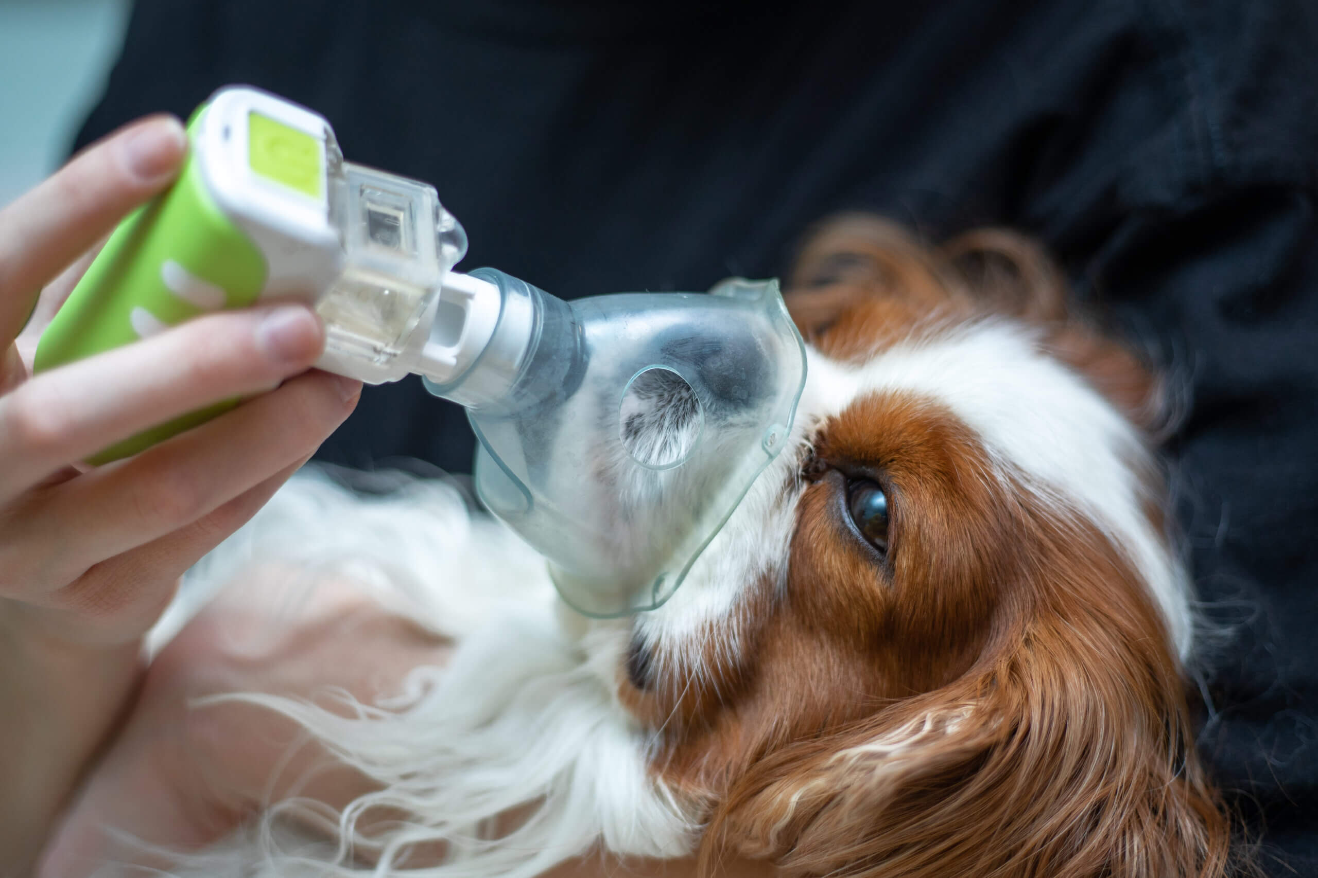 Lung Cancer in Dogs