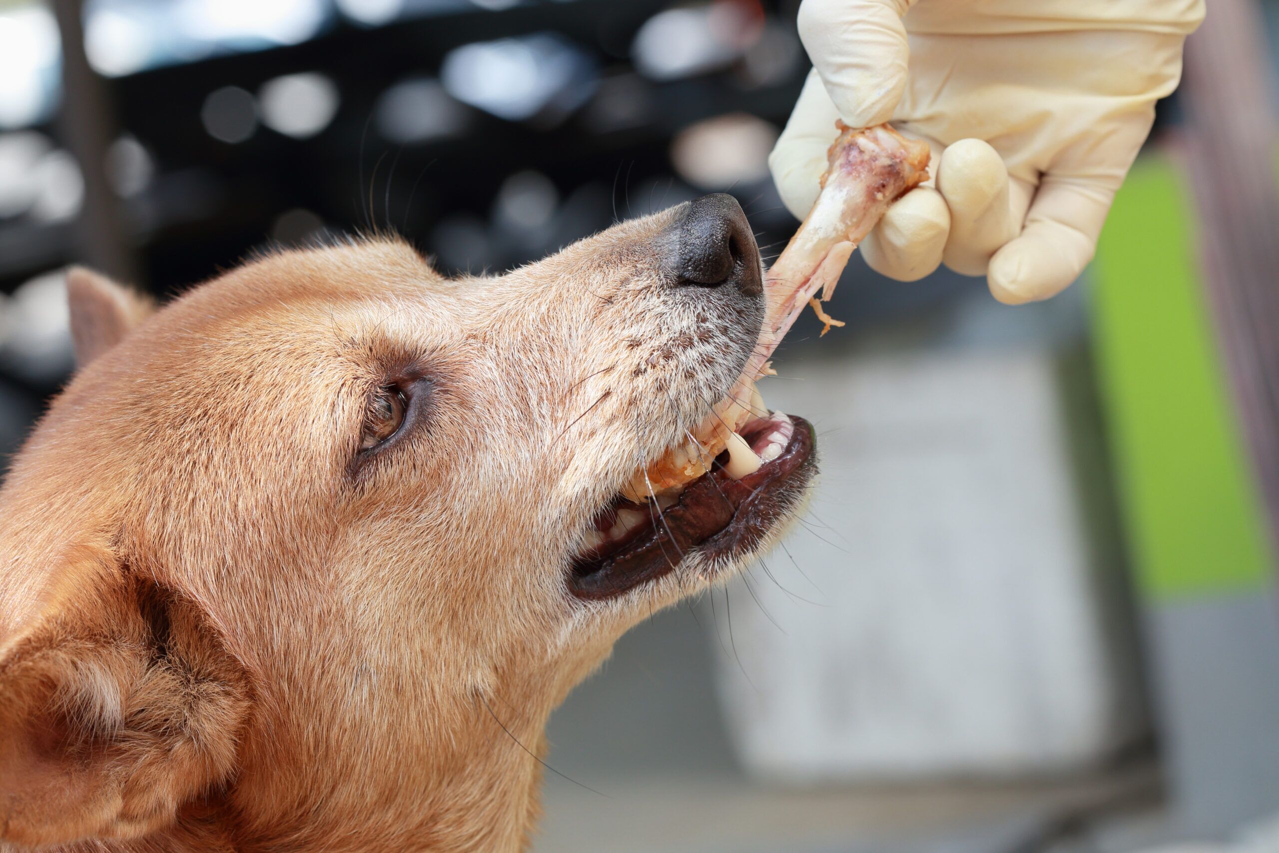 Can Dogs Eat Chicken Bones Total Vet Can Dogs Eat Chicken Bones A dog eating chicken