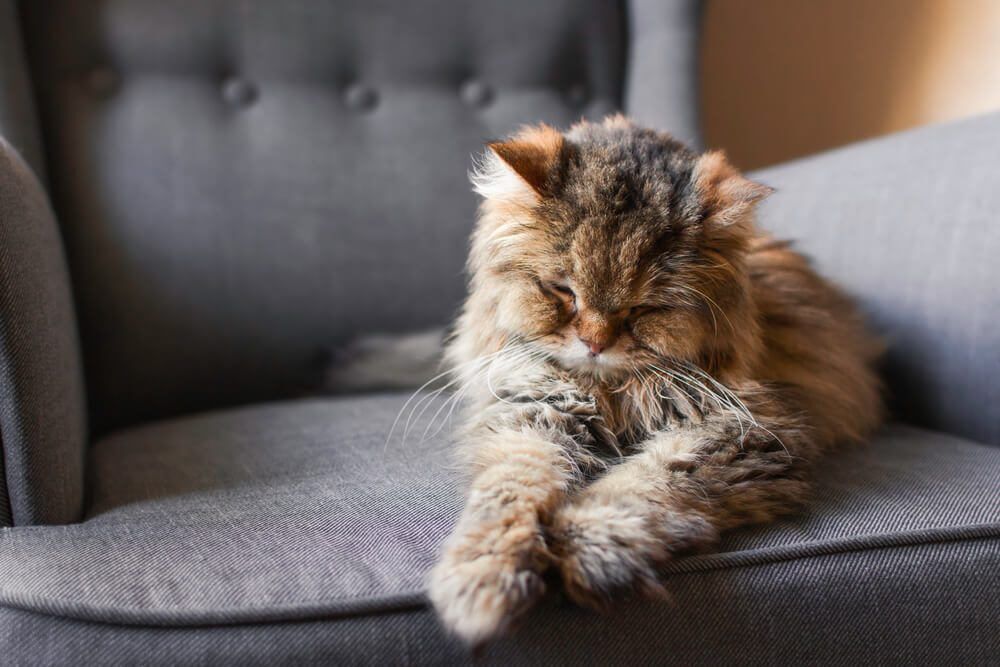 HyperthyroidisminCatsWhatDoesitMeanforYourKitty Total Vet Hyperthyroidism in Cats