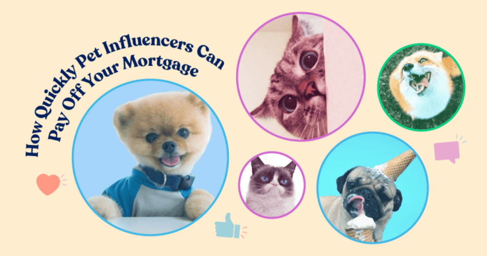 petinfluencers Total Vet pet influencers