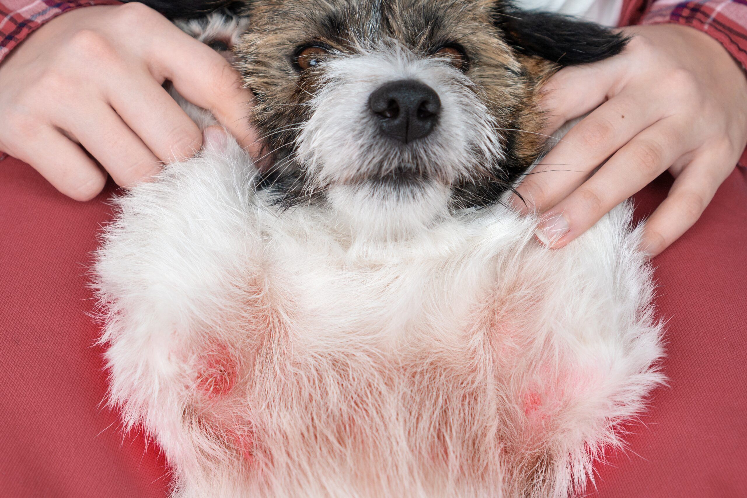 Flea Allergy Dermatitis in Dogs Symptoms and Treatments Total Vet Flea Allergy Dermatitis in Dogs