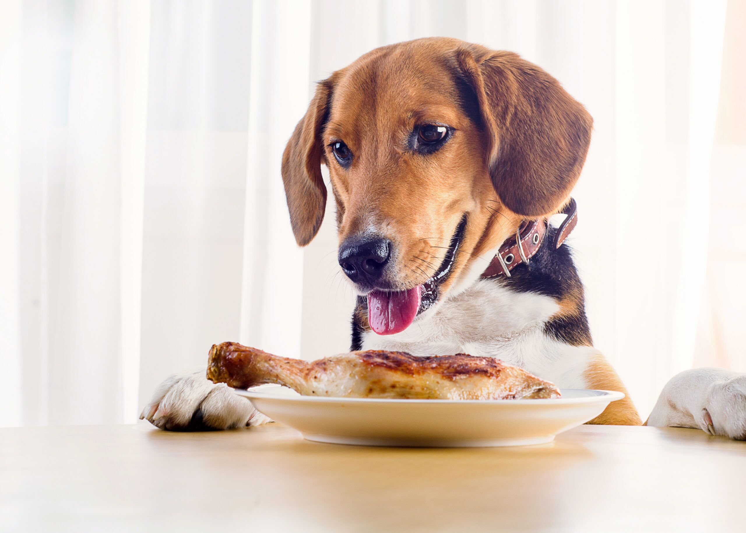 Can Dogs Eat Chicken A dog about to eat chicken