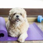 14 Fun Ways You can Practice Dog Exercises