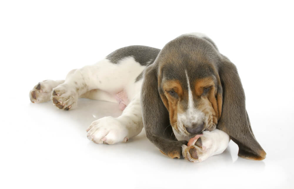 ACompleteGuidetoDogAllergiesCausesTreatmentsandMore  TotalVet Dog Allergies