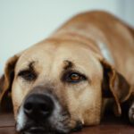 A Guide to Aspirin for Dogs