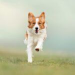 A Guide to Deramaxx for Dogs