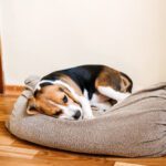 Bladder Cancer in Dogs