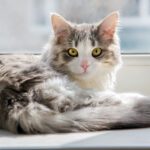 Wisdom Panel Cat DNA Test