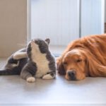 Dog and cat sleeping next to each other