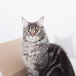 Basepaws Cat DNA Test