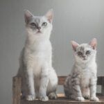 Cat Ancestry DNA Test