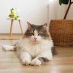 Cat Breed DNA Test