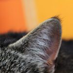Cat losing hair on ears