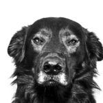 Dog DNA Test Accuracy