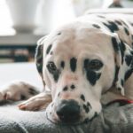 Addisons Disease in Dogs