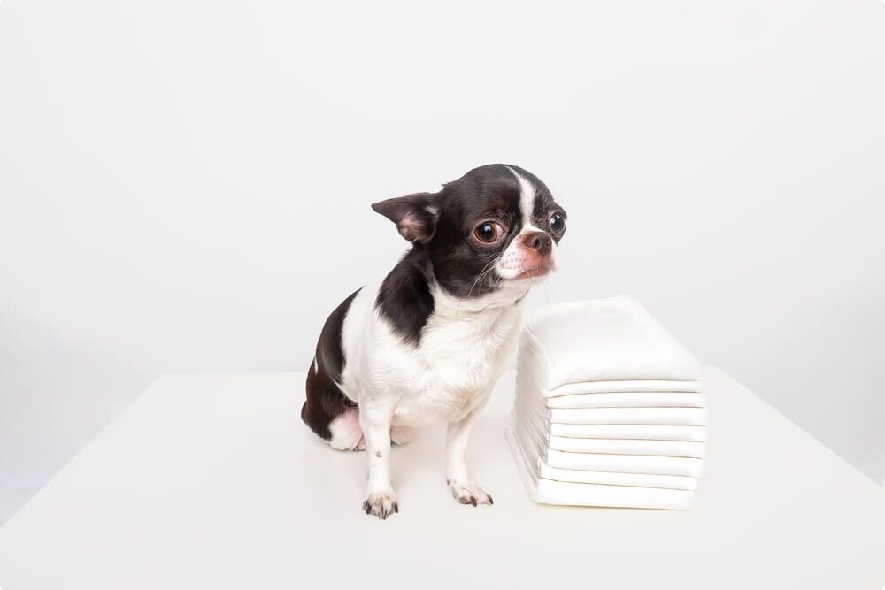 DogUpsetStomachCausesandTreatmentOptions TotalVet Dog Upset Stomach