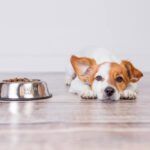 digestive enzymes for dogs