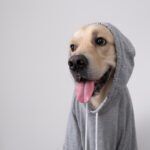 Everything on Apoquel