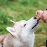 Feeding Your Dog Turkey Tail