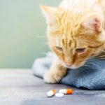 cat looking at diarrhea medication