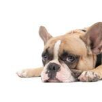 hypothyroidism in dogs