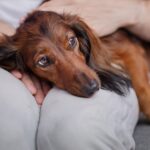 kidney disease in dogs